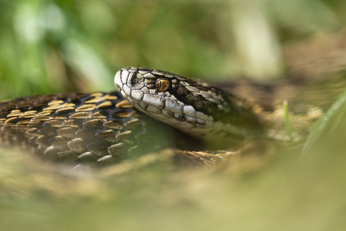 https://www.knp.hu/uploads/kepek/05-04-vipera.jpg