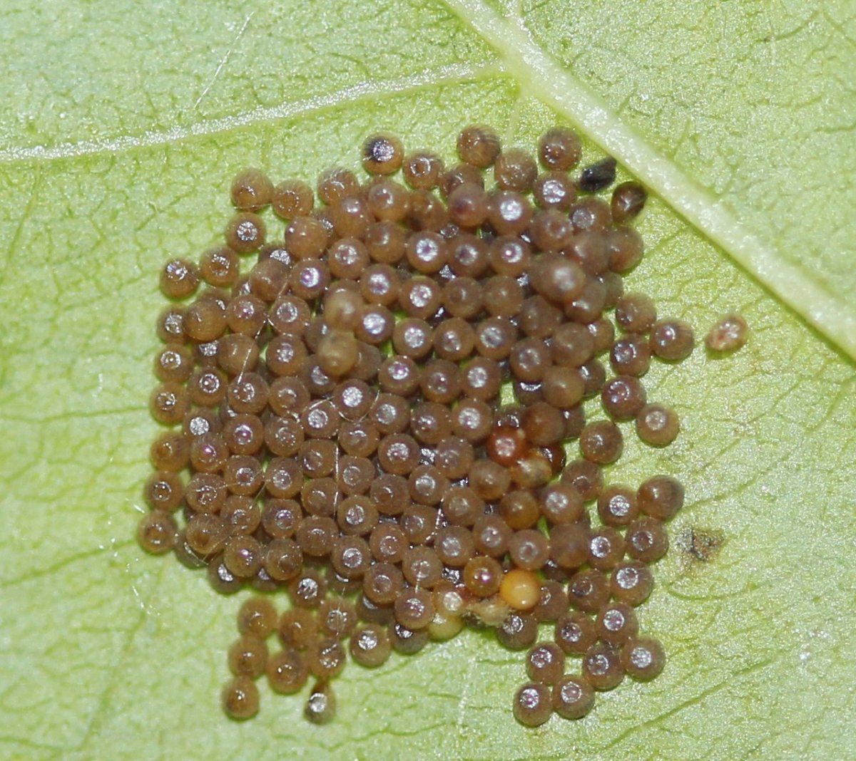maturna