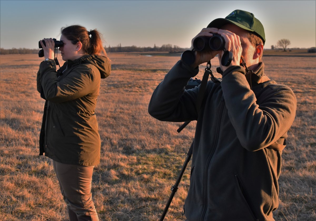 kékes rétihéja éjszakázóhely megfigyelés