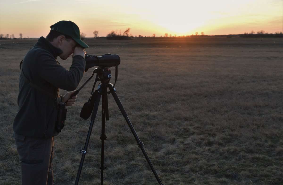 kékes rétihéja éjszakázóhely megfigyelés