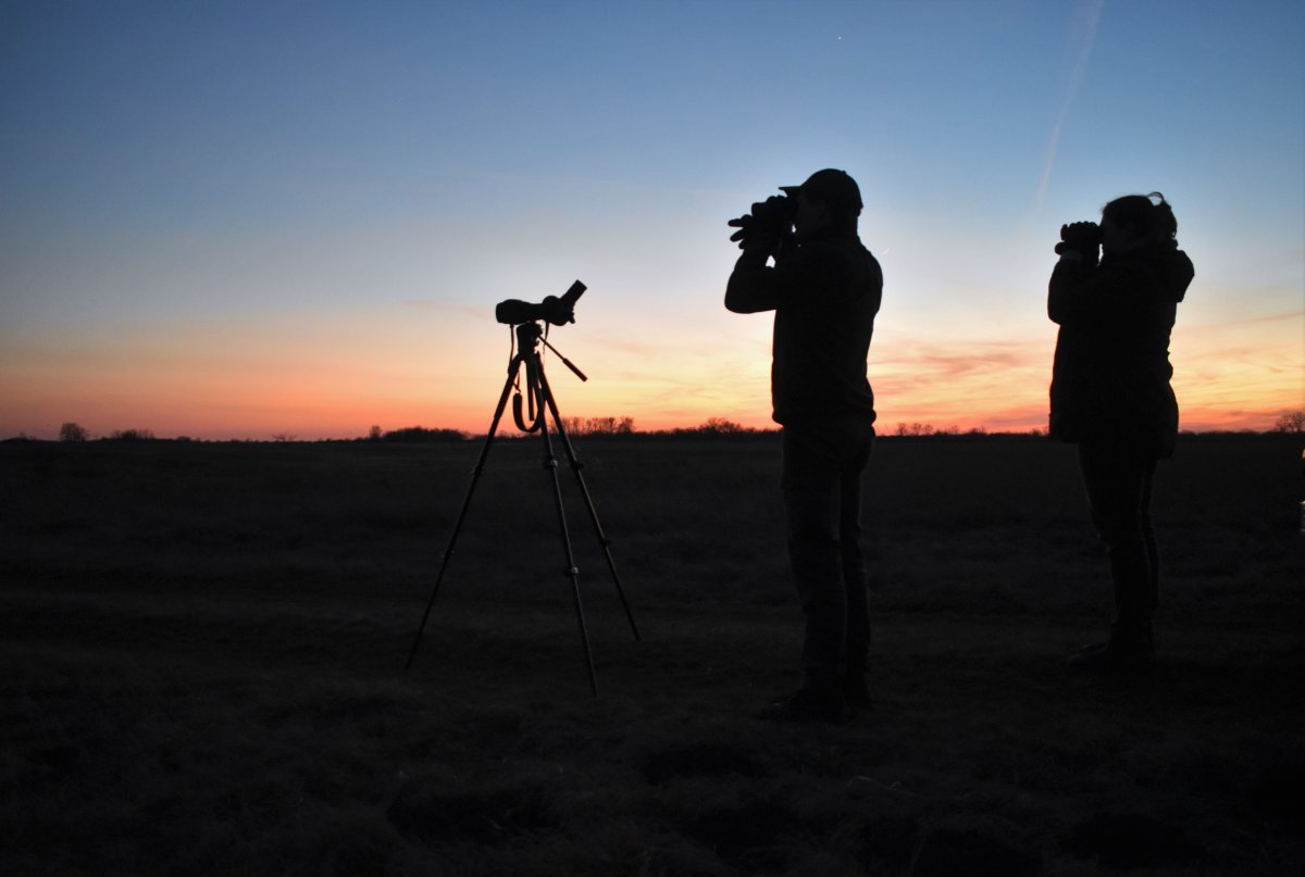 Kékes rétihéják éjszakázóhelyét figyeltük meg Akasztó külterületén