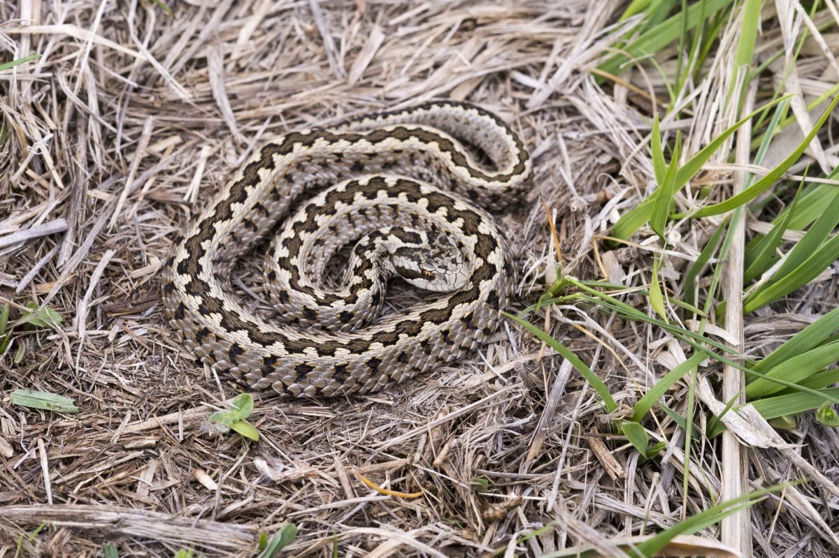 rákosi vipera