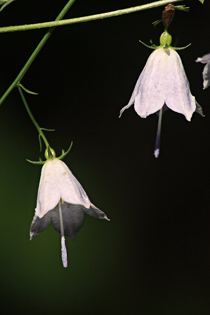 Illatos csengettyűvirág (fotó: Aradi Eszter)