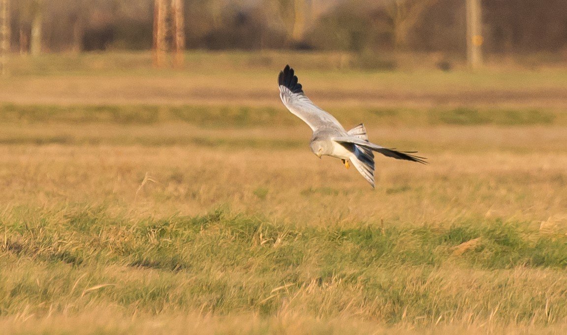 A kékes rétihéják a rágcsáló zsákmányukat nem lesből várják meg, hanem repülés közben folyamatosan keresik (fotó: Szentesi Attila)