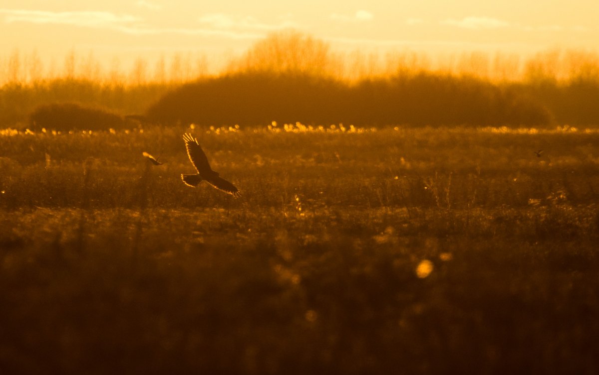 A késő délutáni fényekben az alacsonyan mozgó kékes rétihéjákat nehezebb észrevenni (fotó: Szentesi Attila)