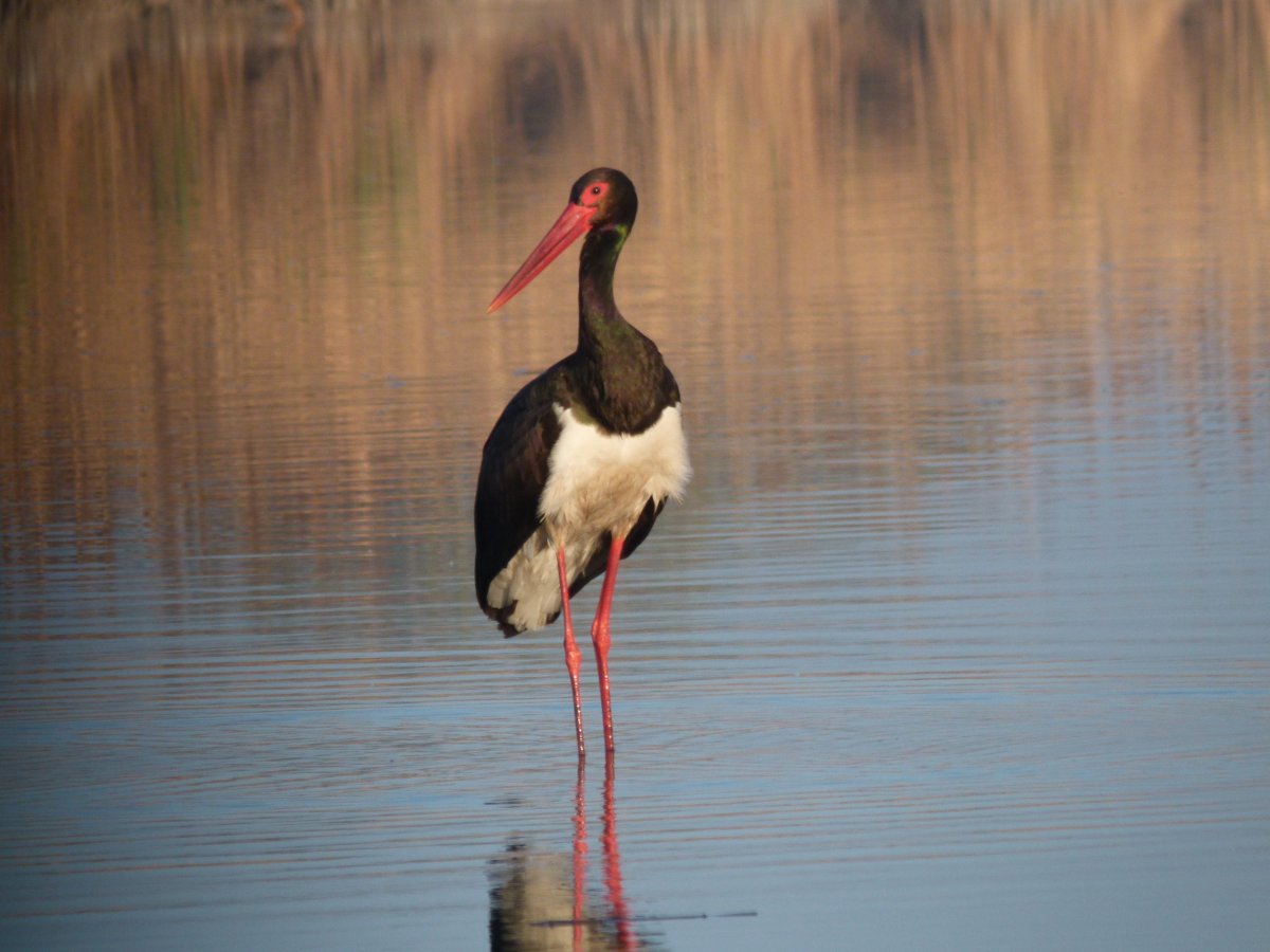 fekete gólya áll a vízben