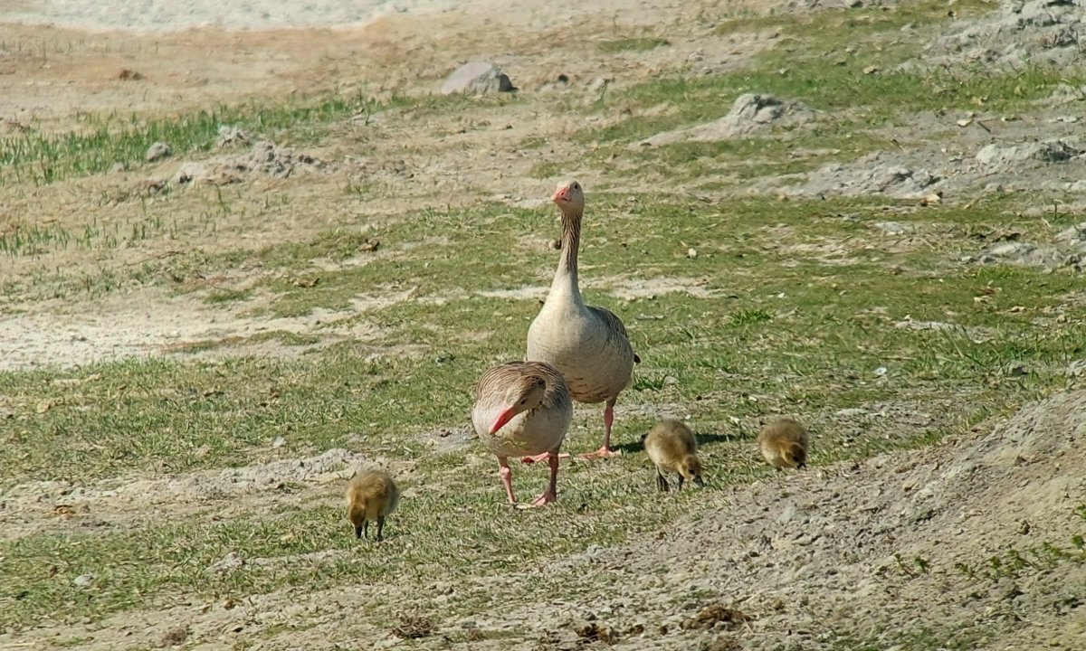 nyári lúd