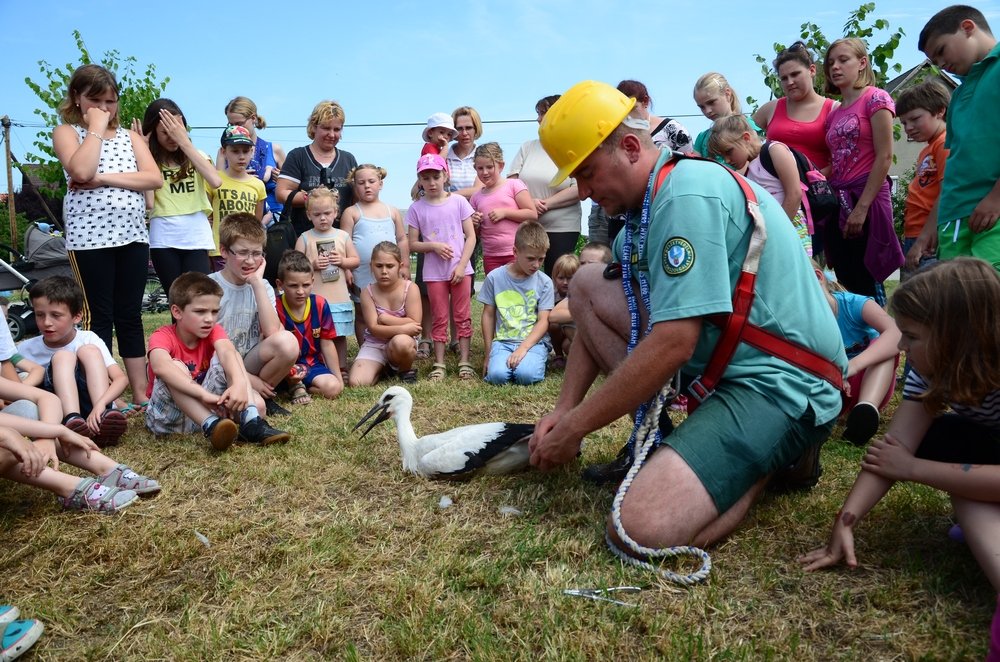 természetvédelmi őr gólyafiókát gyűrűz, körülötte gyerekek