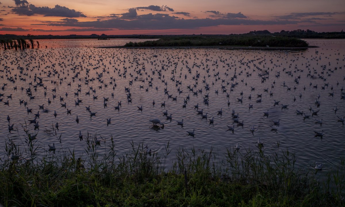 Pusztaszeri Tájvédelmi Körzet (fotó: Daróczi Csaba)