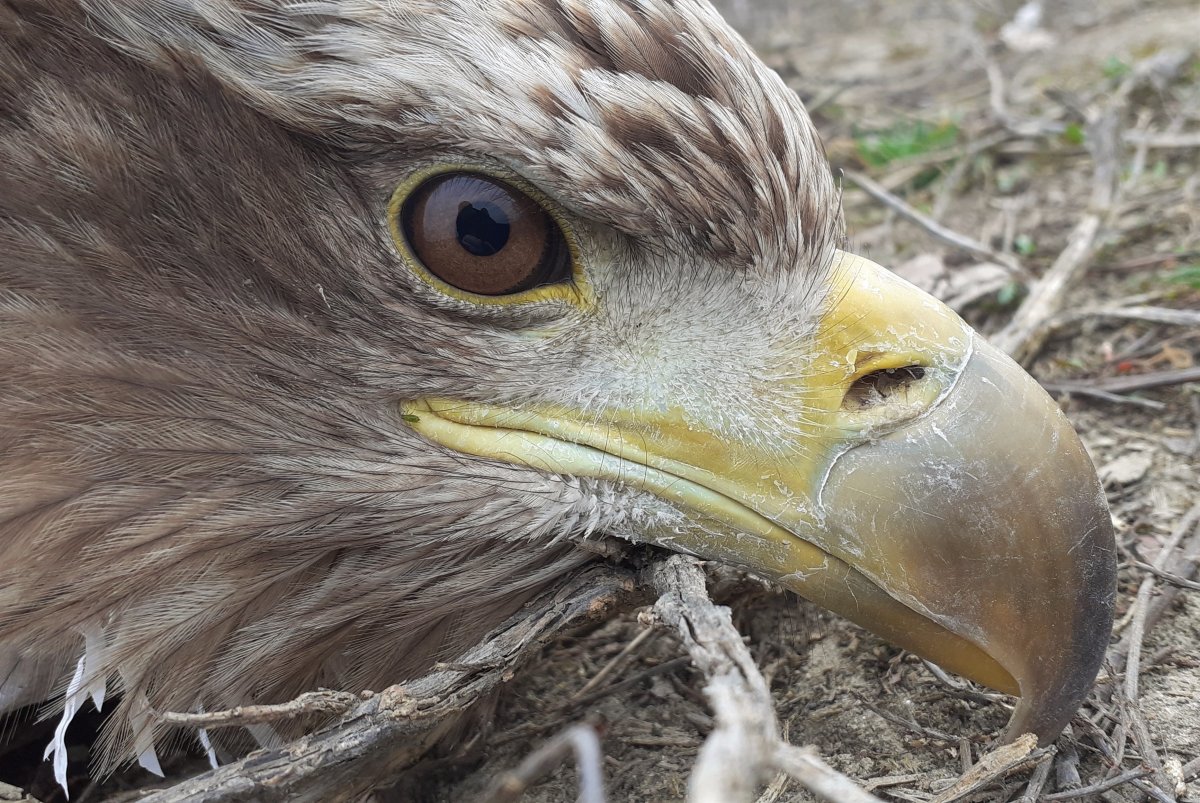 Röpképtelen rétisasról érkezett bejelentés február 22-én, munkatársaink a ragadozó madarat elfogása után a kecskeméti Vadaskertbe vitték további ellátásra.