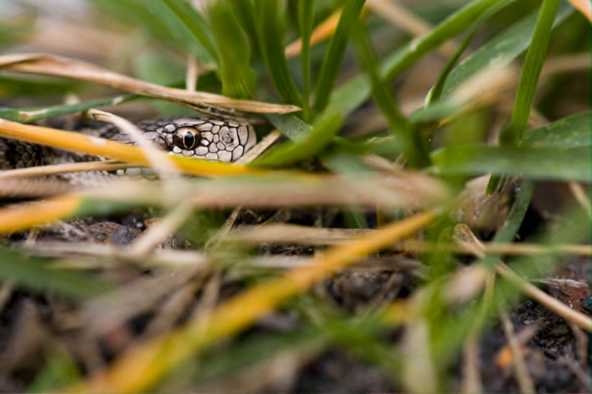 rakosi vipera
